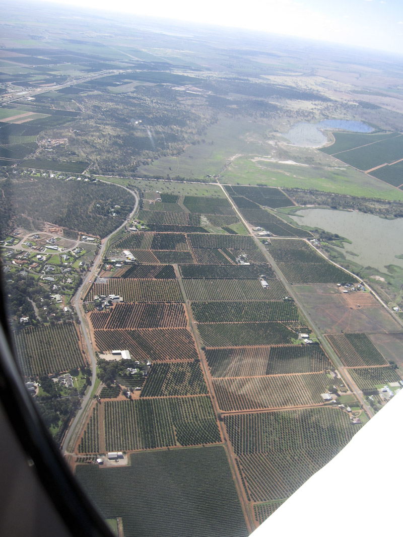 245.Vineyards near Griffith, New South Wales (looking W)