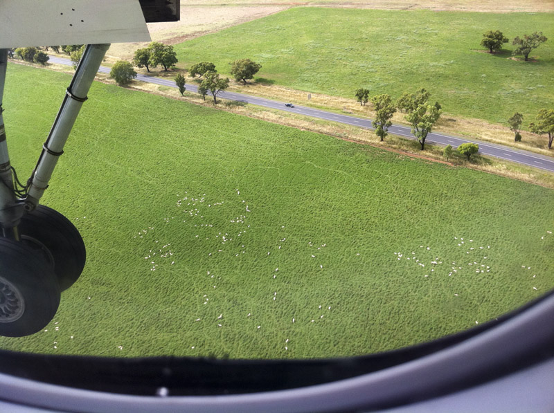 244j.Flock of sheep grazing near the Wagga Wagga Airport (YWGA)