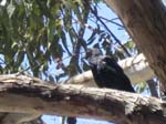 242.Raven at Jandakot Airport, Perth